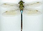 The Dragonfly Website