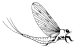 Mayfly research at Purdue University