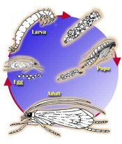 caddis fly life cycle