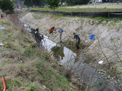 planting willow slips